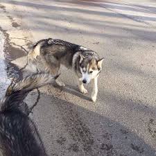 Founddog 11 20 14 Akron Oh Siberianhuskies One Of A Kind Pets Angela Nicole Bohoff Losing A Dog Pets Siberian Husky