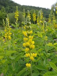 They are known for their assorted varieties of heirloom tomatoes including cherokee purple, gold medal, aunt ruby's german green, cherokee chocolate, yellow tangerine, persimmon yellow and great white. Thermopsis Caroliniana Blue Ridge Buckbean Prairie Moon Nursery