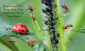Conventional pesticides contain toxic ingredients that can, according to the epa, affect the nervous system, cause skin and eye irritation, affect hormones and the endocrine system, and cause cancer. Insects Blaze Trails From Wildlands To Gardens And Into Homes Corky S Pest Control Services Termite Services In San Diego Los Angeles Pest Control Riverside Pest Control