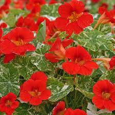 Pin On Flowers And Plants