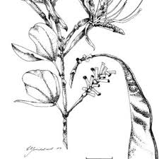 Image result for Croton inhambanensis