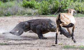 Goat qurbani by women | takbeer can be performed by women herself. Komodo Dragons Hunt And Kill Goat Travel News Travel Express Co Uk