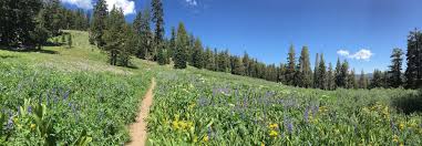 I found pine state flowers in a google search, and chose them because they are local to durham and sustainable. Top Instagram Hikes In El Dorado County Visit El Dorado