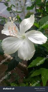 Image result for Hibiscus aponeurus