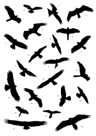 Bird In Flight Silhouette Birds Flying Silhouette Tattoo Clipart Free To Use Clip Art Resource Flying Bird Silhouette Bird Silhouette Tattoos Birds Flying