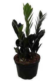 The raven zz plant will look great in modern and contemporary homes, especially when paired with chinese evergreens or snake plants. 10 Black Houseplants Perfect For Any Home Decor Jaydeemahs Com