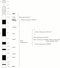 Current Status Of Human Chromosome 14 Journal Of Medical Genetics