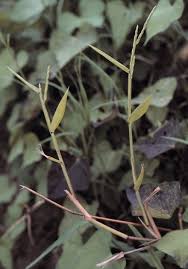 Image result for Urochloa platynota