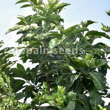 Image result for Terminalia mollis