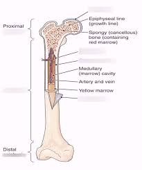 The diaphysis is the tubular shaft that runs between the proximal and distal ends of the bone. Long Bone Structure Quizlet