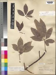 Image result for Bombax rhodognaphalon