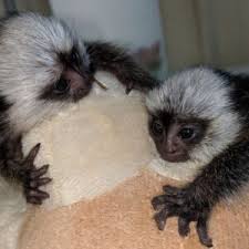 Capuchin monkeys.my capuchin are part of our family. Capuchin Monkey For Sale Where To Buy Capuchin Monkey Baby Capuchin