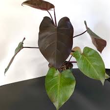 Excited To Share The Latest Addition To My Etsy Shop Philodendron Royal Queen Live Plant Philodendron Plants Anthurium