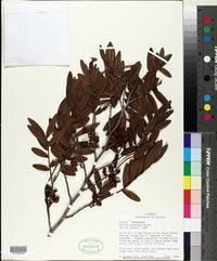 Image result for Xylopia wilwerthii