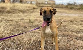 Get a boxer, husky, german shepherd, pug, and more on kijiji, canada's great dane bull mastiff puppy. These Dallas Based Puppies Are Up For Adoption And In Need Of Good