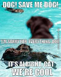 Maybe you would like to learn more about one of these? The Dog Is A Cats Best Friend Very Funny Pics