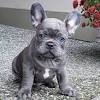 Breed french bulldog breed info. 1