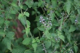 Image result for Cantinoa americana