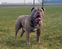 The morphology of dogs can provide information about their predisposition to some disorders. Olde English Bulldogge Bully Breeder S Association