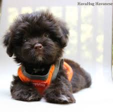 One male two all black; Puppies For Sale Havahug Havanese Puppies