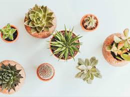 Step into the perfect retro inspired dress, top, rockabilly, boho, steampunk, pride and gothic fashion clothing from cybershop australia. The Best Places To Buy Plants In Sydney