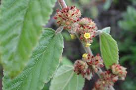 Image result for Waltheria indica