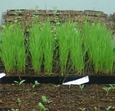 Image result for Phalaris