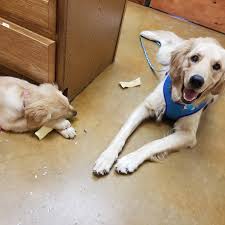 Maybe you would like to learn more about one of these? Neighborhood Pet Health Center Animal Hospital In North Richland Hills
