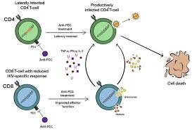 Image result for Immune Checkpoint Inhibitor