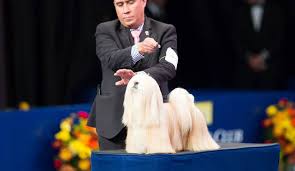 Flynn, it seems, just wasn't the winner people had in mind. Mililani Lhasa Apso Returns Home A Winner From 2018 National Dog Show Honolulu Star Advertiser