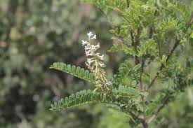 Image result for Polystachya bennettiana