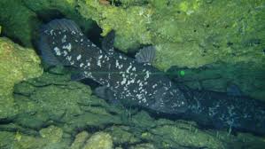 Image result for Coelachne africana