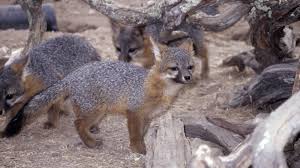 Coloration is similar to the gray fox: Recovery America S Dwarf Fox Gets A Second Chance Cool Green Science
