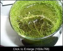 Image result for Genlisea hispidula