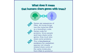 How are proteins affected by dna. Biochemical Evidence Of Evolution Overview Examples Expii