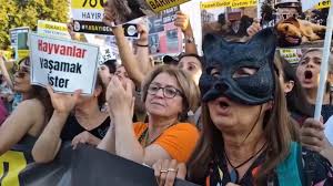 Закон об эвтаназии бродячих собак: протесты прошли в Турции - Новости  Казахстана и мира на сегодня