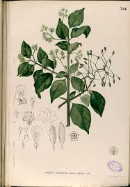 Image result for Pisonia aculeata