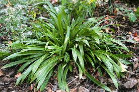 Image result for Lepidagathis plantaginea