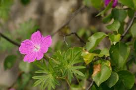 Image result for Lindackeria fragrans