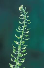 Image result for Lepidium