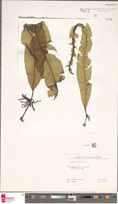 Image result for Ixora burundiensis