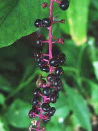 Jun 02, 2021 · learn how to start cooking with edible flowers. File Pokeweed1 Jpg Wikimedia Commons