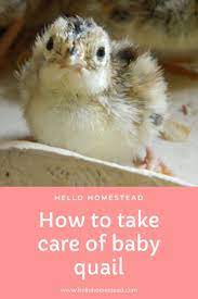 How To Take Care Of Baby Quail Raising Quail Quail Quail Coop