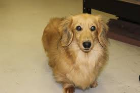At times we may only have a few dachshund available so we do hope you check back soon to find and locate your new furry best friend! Dachshund Puppies Glencoe Mn Bmo Show