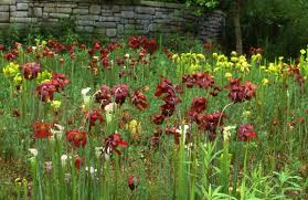 How deep should a bog garden be. Tips To Create Your Own Carnivorous Plant Bog Garden Compass Carnivores