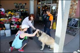 Purring can also have therapeutic effects on the only emotional support cat registration you need is an esa letter. Emotional Support Dog For Sale Superdog Service Dogs