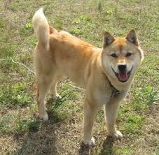 Help save these dogs from the korean dog. Jindo Dog Breed Information And Pictures