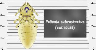 Image result for what do Mallophaga look like in dog fur