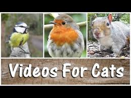 Birds For Cats To Watch Youtube Spectacular Videos For Cats To Watch Birds Squirrels The Ultimate Compilation Video Youtube With Images Cat Gif Cats Animal Sounds