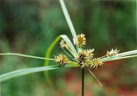 Image result for Cyperus cyperoides